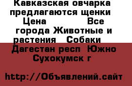 Кавказская овчарка -предлагаются щенки › Цена ­ 20 000 - Все города Животные и растения » Собаки   . Дагестан респ.,Южно-Сухокумск г.